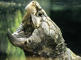В ЕАО пресса выяснила судьбу обнаруженной в Амуре гигантской черепахи-монстра (ВИДЕО)