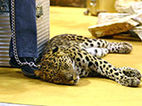 В Москве полиция отказалась заводить дело на хозяина квартиры, из которой сбежали два леопарда