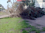 В Липецке деревья придавили машины, рухнула стена завода