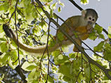 Из челябинского зоопарка сбежала обезьянка пенсионного возраста по имени Мими (ФОТО)