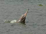 На берег Сахалина выбросило тушу загадочного животного, которое сравнили с гангским дельфином и динозавром