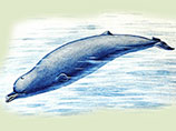 Всполошившая интернет загадочная туша на берегу Сахалина принадлежит детенышу кита, выяснили ученые