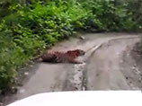 В интернете появилась забавная видеозапись встречи приморских автомобилистов с тигром, которого они тщетно попытались отпугнуть громкой музыкой из машины. "Краснокнижный" хищник ничуть не испугался, а напротив, разлегся на дороге и стал слушать