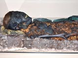 На Ямале обнаружили ценное захоронение XIII века  - мумию в берестяном коконе