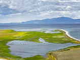 Водоросль спирогира, которая неконтролируемо размножается из-за избытка бытовой химии в сточных водах, захватывает все новые пространства в прибрежной зоне Байкала Водоросль спирогира, которая неконтролируемо размножается из-за избытка бытовой химии в сточных водах, захватывает все новые пространства в прибрежной зоне Байкала