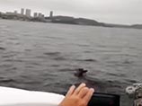 Пятнистый олень пытался по морю доплыть до Владивостока (ВИДЕО)