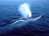 На борту судна Winter Bay находится 1700 тонн мяса финвала, которые является близким родственником синего кита