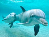 В Геленджике появился на свет уникальный дельфинчик