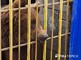К медведю из шашлычной в Томске, оторвавшему руку женщине, приставили охрану