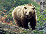 Добавим, что медведи в Сибири не редкость. Например, в 2013 году медведи буквально стали хозяевами автострады, проходящей между Ханты-Мансийском и Тюменью
