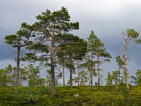 Норвежская художница застряла голой на дереве, снимая видео-инсталляцию