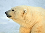 "Например, в Канаде, откуда родом Памела Андерсон, до сих пор разрешен отстрел белых медведей, хотя в России и других странах Арктического региона он запрещен", - подчеркнул Донской