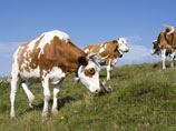 В Швейцарии коров спасают от жары с помощью военных вертолетов