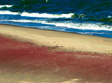 На побережье Куршской косы в Калининградской области РФ в настоящее время наблюдается необычайно красивое природное явление, которое в одноименном национальном парке называют пляжевым цветоворотом