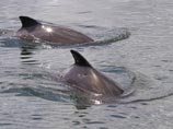 В Британии стали плохо размножаться морские свиньи из-за загрязнения воды запрещенными химикатами В Британии стали плохо размножаться морские свиньи из-за загрязнения воды запрещенными химикатами