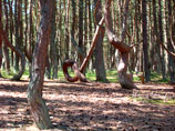 Декорациями для эротической фотосессии стал уникальный Танцующий лес на Куршской косе, который входит в состав национального парка