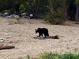 На Сахалине медведь "инспектирует" местный пляж (ВИДЕО)