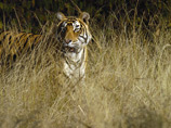 В Бангладеш осталось всего 100 тигров, обитающих в крупнейшем мангровом лесу планеты