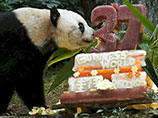 Живущая в Гонконге панда по кличке Цзя Цзя официально стала самой старой в мире пандой, содержащейся в неволе. В июле животному исполнилось 37 лет - по человеческим меркам, Цзя Цзя же преодолела вековой юбилей