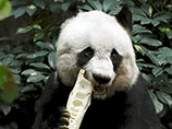 В Гонконге живет самая старая в мире панда - в июле самка по кличке Цзя Цзя отметила 37-летие (ФОТО)