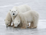 В Канаде спасли российского путешественника, который провел двое суток на льдине, отгоняя белых медведей