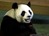 В зоопарке Тайбея разоблачили панду, симулировавшую беременность ради кондиционера и лакомств