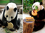 В зоопарке Тайбея разоблачили панду, симулировавшую беременность ради кондиционера и лакомств
