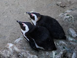 В ходе проверки на территории цирка были обнаружены пингвины, которые содержались в довольно непривычных для этих птиц условиях - в сломанном рефрижераторе