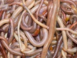 Вдохновленные идеей импортозамещения томские ученые предложили разводить дождевых червей "для создания продуктов питания"