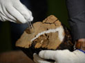 На Урале расследуют распил древнейшей деревянной скульптуры в мире (ФОТО)