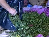 В тбилисском аэропорту задержана девушка из ЮАР, в багаже которой найдено 10 кг наркотиков В тбилисском аэропорту задержана девушка из ЮАР, в багаже которой найдено 10 кг наркотиков