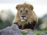 Власти Зимбабве добиваются экстрадиции охотника, убившего знаменитого льва Сесила