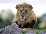 В Зимбабве нашли еще одного убийцу львов из США