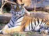 Программа по охране исчезающего амурского тигра входит в число спецпроектов президента России по защите животных