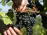 У Роспотребнадзора снова появились претензии к грузинским винам