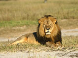 В Зимбабве хотят установить памятник знаменитому льву Сесилу, убитому американским браконьером