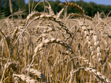 Судебный пристав объяснил, почему у курской фермерши, решившей сжечь урожай, "похитили" часть пшеницы