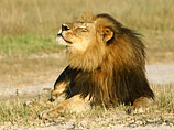 Сообщения о убийстве самого популярного среди туристов льва Сессила появились в СМИ в конце июля. Власти Зимбабве тогда заявили, что животное убили незаконно