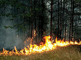 В Республике Бурятия, в которой пожарами охвачено почти 80 гектаров земли, был снят с должности руководитель республиканского Агентства лесного хозяйства Алексей Щепин