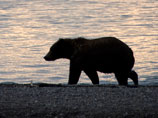 Медведь из Айдахо стал захаживать к местному жителю, а в один из визитов застрял мордой в кошачьей двери (ФОТО)