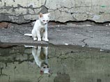 Следователи Омской области возбудили уголовное дело по факту убийства, совершенного в ходе уличной ссоры. Поводом для конфликта стал котенок, которого решили приласкать сразу два местных жителя Следователи Омской области возбудили уголовное дело по факту убийства, совершенного в ходе уличной ссоры. Поводом для конфликта стал котенок, которого решили приласкать сразу два местных жителя