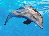 В секторе Газа задержали израильского дельфина-шпиона
