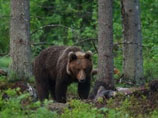 Губернатор Сахалина распорядился найти и оказать помощь медведю, над которым издевались местные жители