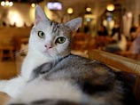 В Минске объявлен кастинг котиков для участия в мюзикле В Минске объявлен кастинг котиков для участия в мюзикле