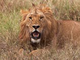 В национальном парке Зимбабве лев убил гида, сопровождавшего туристов