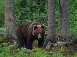 Минлесхоз Сахалина отчитался о медведе, найти которого приказал губернатор: зверь "отделался испугом"