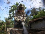 Пчеловоды просят ограничить закупку сладостей из Европы, обещая взамен "завалить медом"