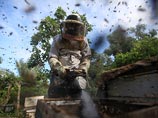Пчеловоды просят ограничить закупку сладостей из Европы, обещая взамен "завалить медом" Пчеловоды просят ограничить закупку сладостей из Европы, обещая взамен "завалить медом"
