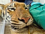 Местный житель ранил животное около поселка Кишиневка Лазовского района. Тигрицу нашли вечером и экстренно увезли в ветклинику Владивостока, где ей пять часов делали операцию Местный житель ранил животное около поселка Кишиневка Лазовского района. Тигрицу нашли вечером и экстренно увезли в ветклинику Владивостока, где ей пять часов делали операцию