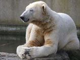 Ученый разгадали причину загадочной смерти знаменитого белого медведя по кличке Кнут из Берлинского зоопарка